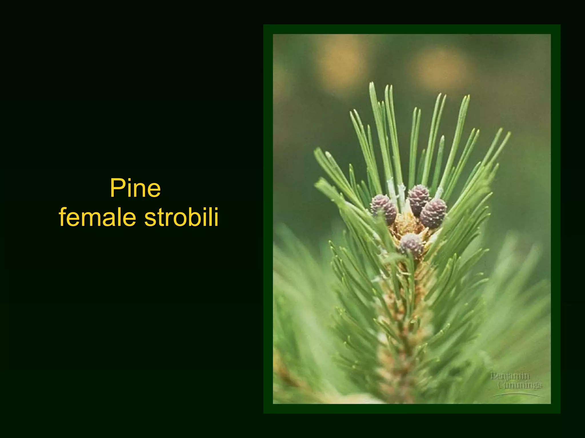 Pine  female strobili 