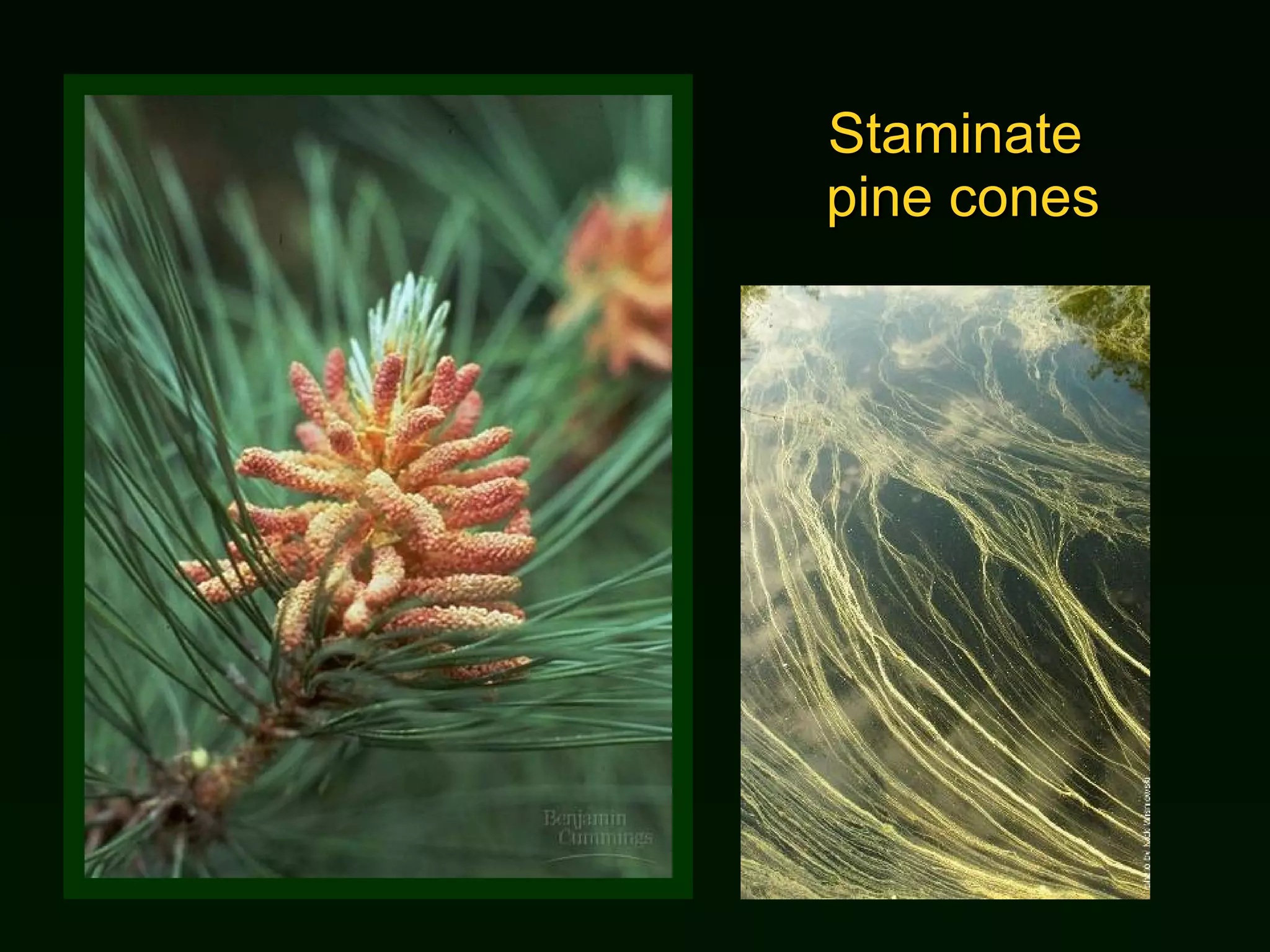 Staminate  pine cones 
