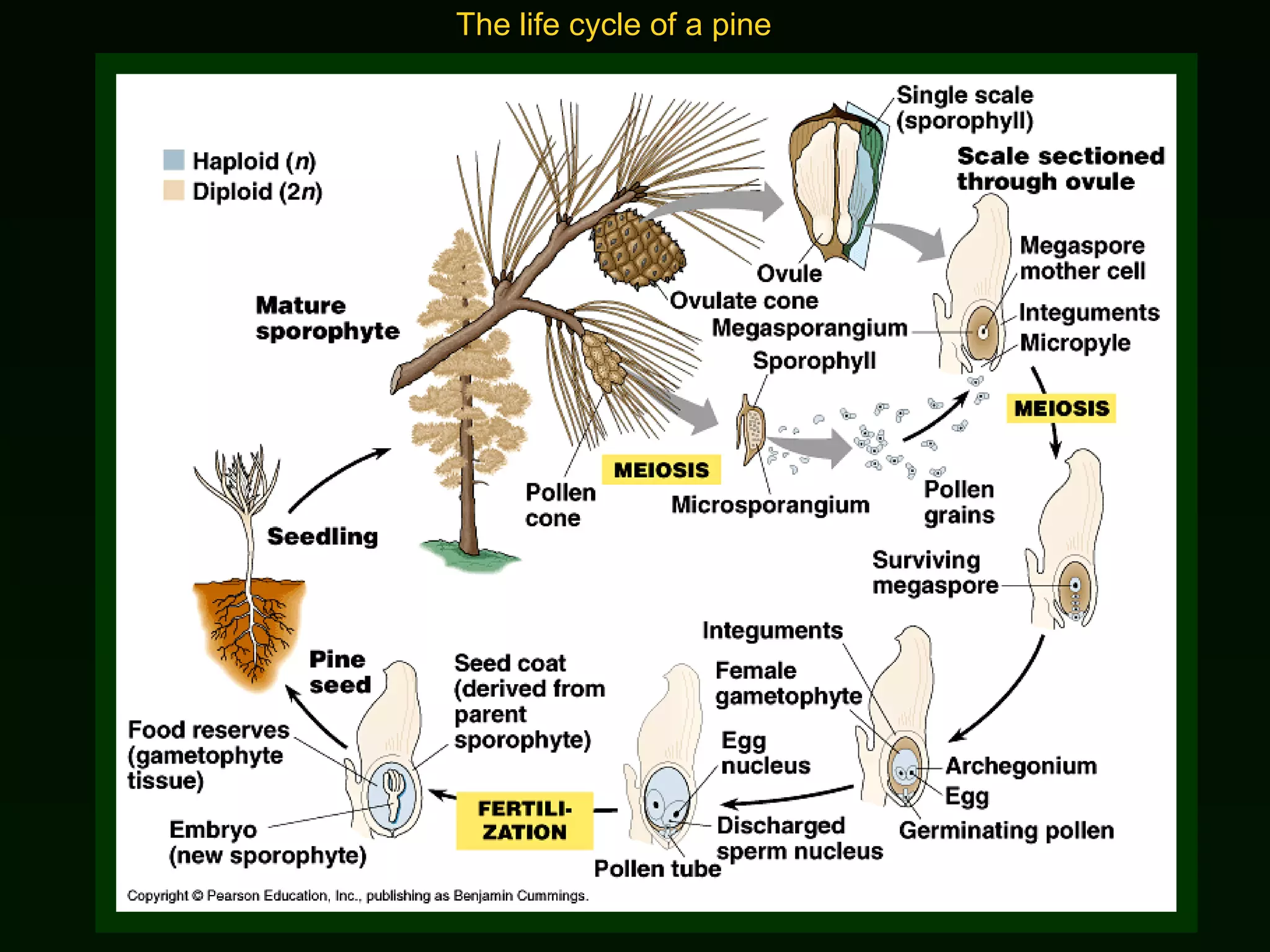The life cycle of a pine 