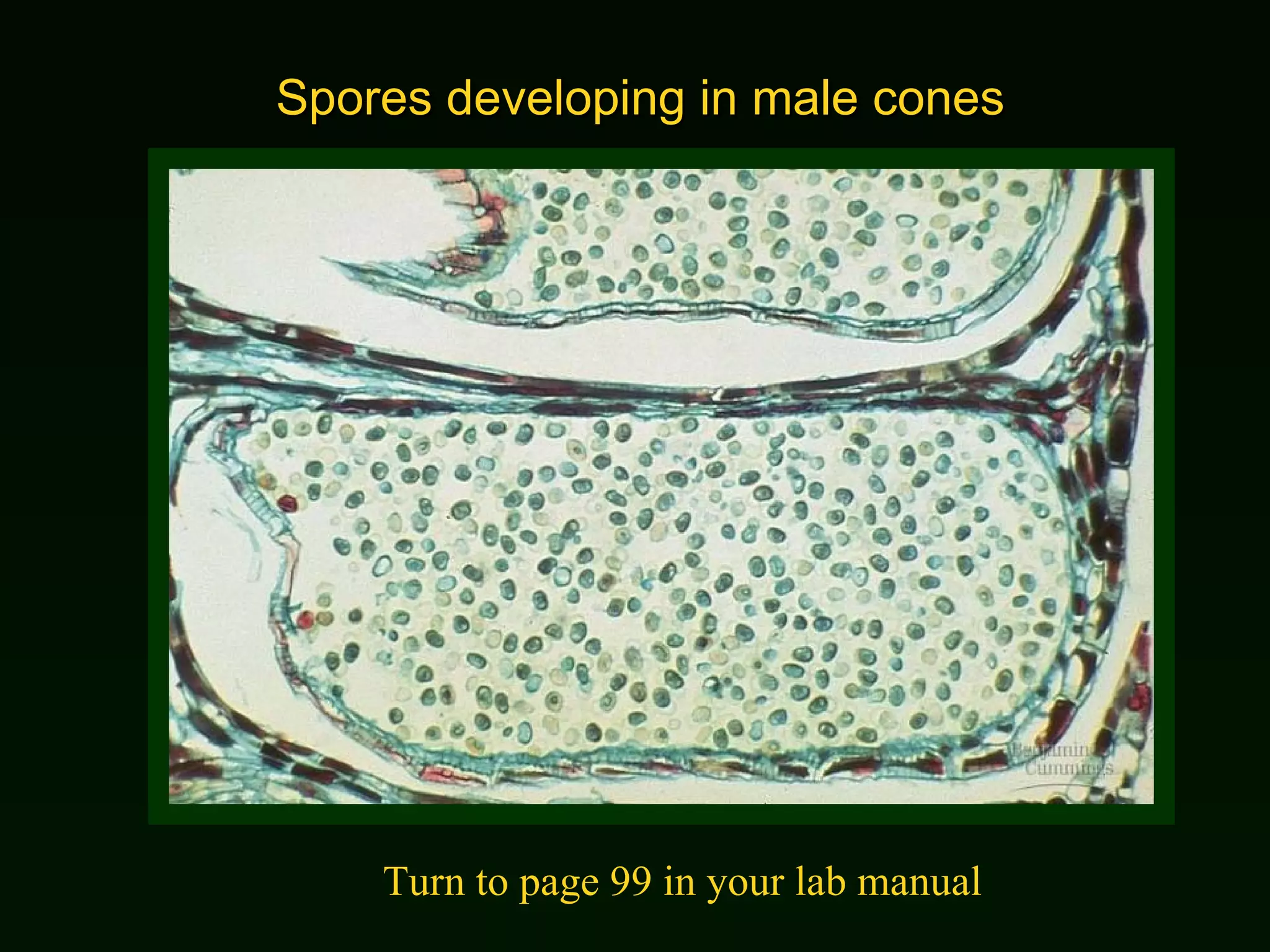 Spores developing in male cones Turn to page 99 in your lab manual 