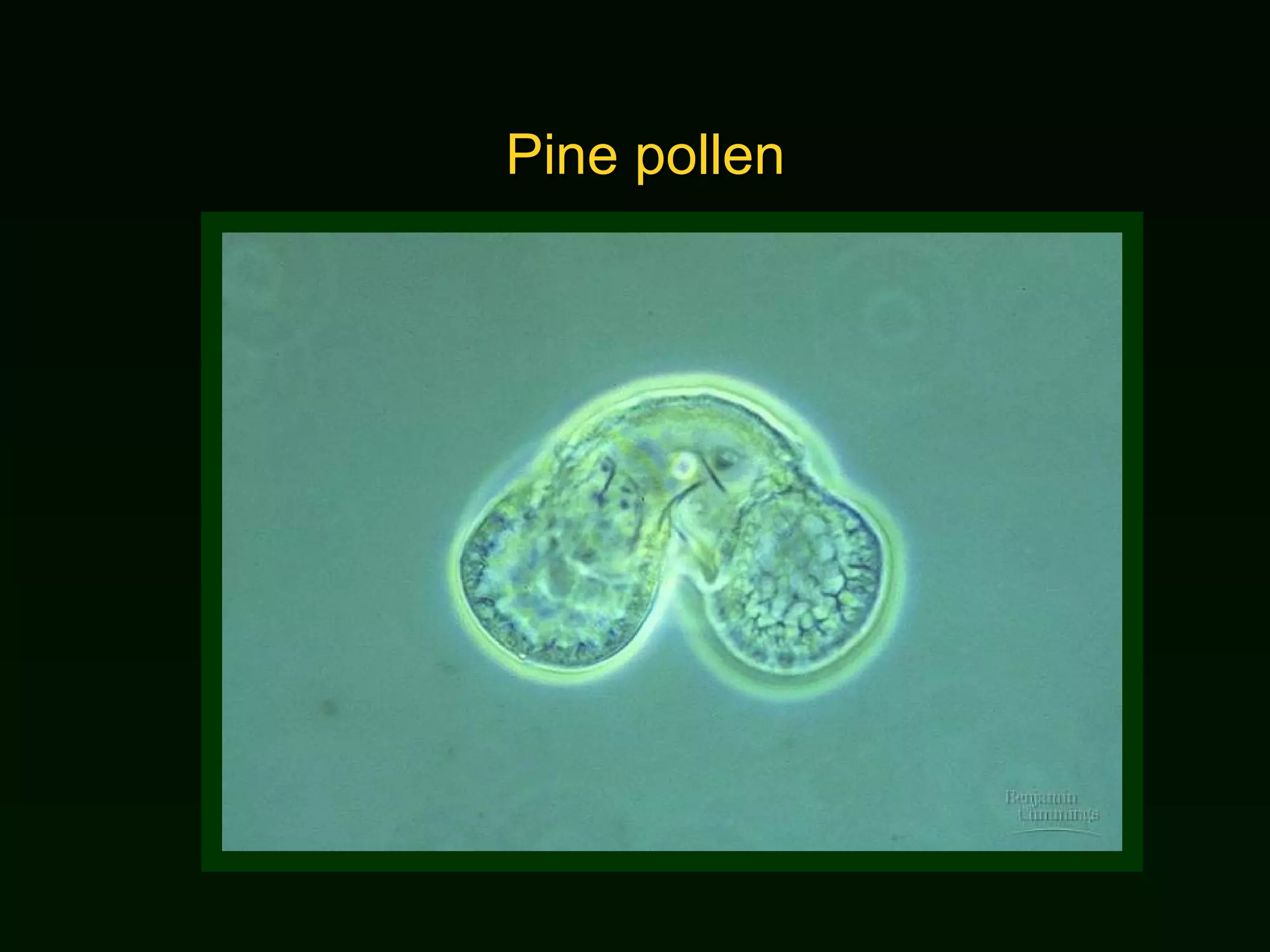 Pine pollen 
