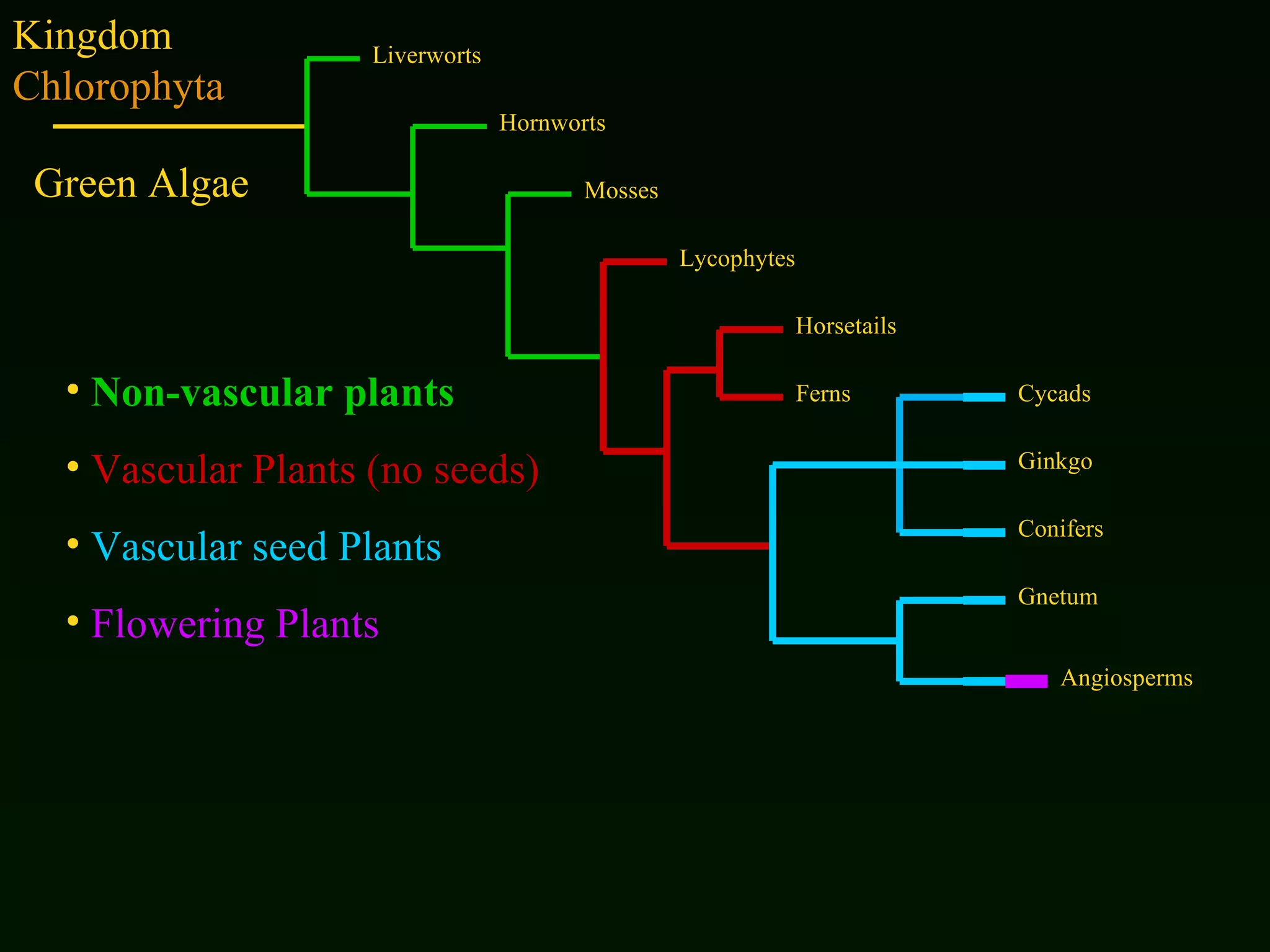 Kingdom  Chlorophyta Non-vascular plants Vascular Plants   (no seeds) Vascular seed Plants Flowering Plants Liverworts Hornworts Mosses Lycophytes Horsetails Ferns Cycads Ginkgo Conifers Gnetum Angiosperms Green Algae 