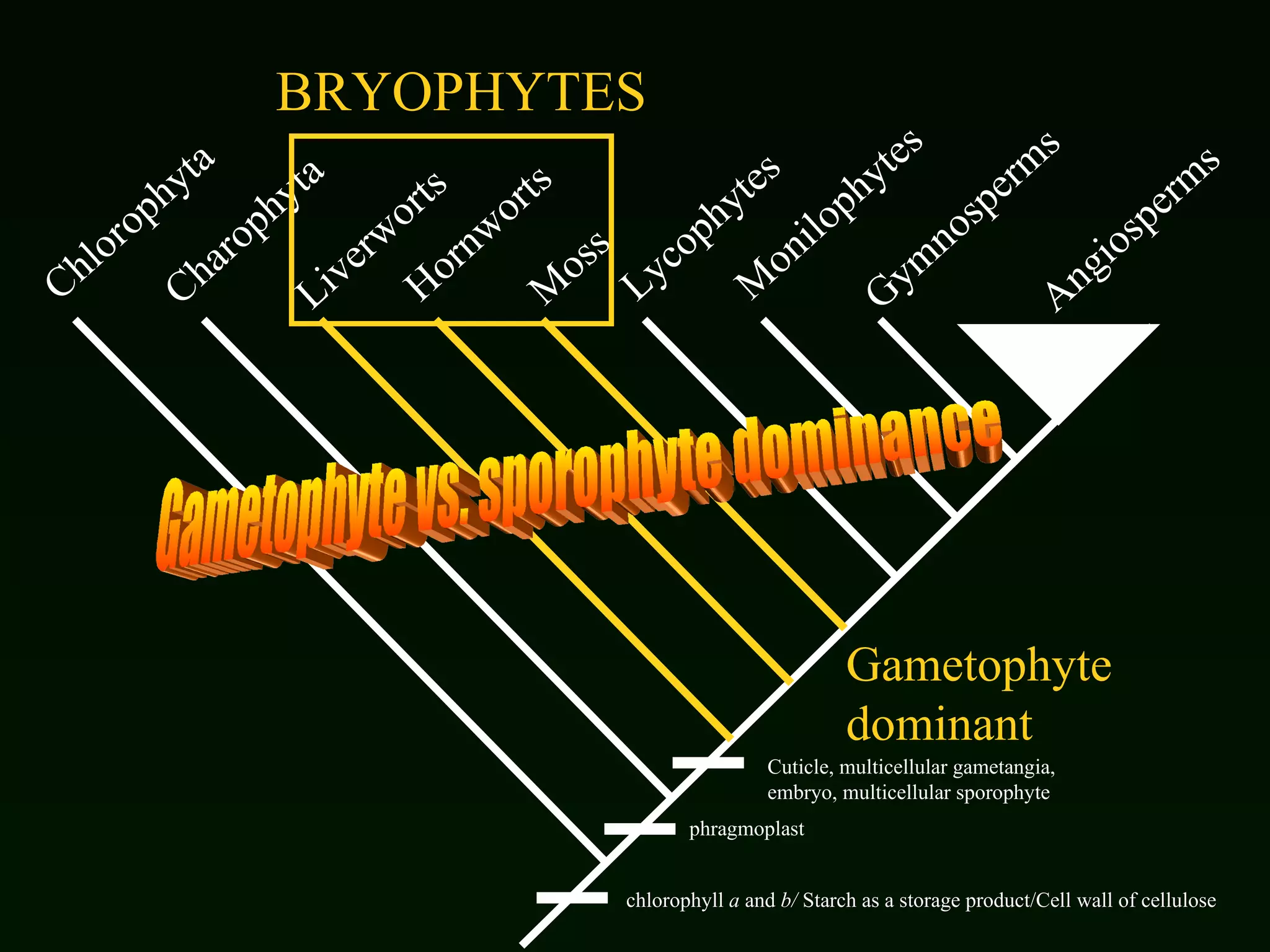 Chlorophyta Charophyta Liverworts Hornworts Moss Lycophytes Monilophytes Gymnosperms Angiosperms chlorophyll  a  and  b/  Starch as a storage product/Cell wall of cellulose phragmoplast Cuticle, multicellular gametangia, embryo, multicellular sporophyte BRYOPHYTES Gametophyte dominant Gametophyte vs. sporophyte dominance 