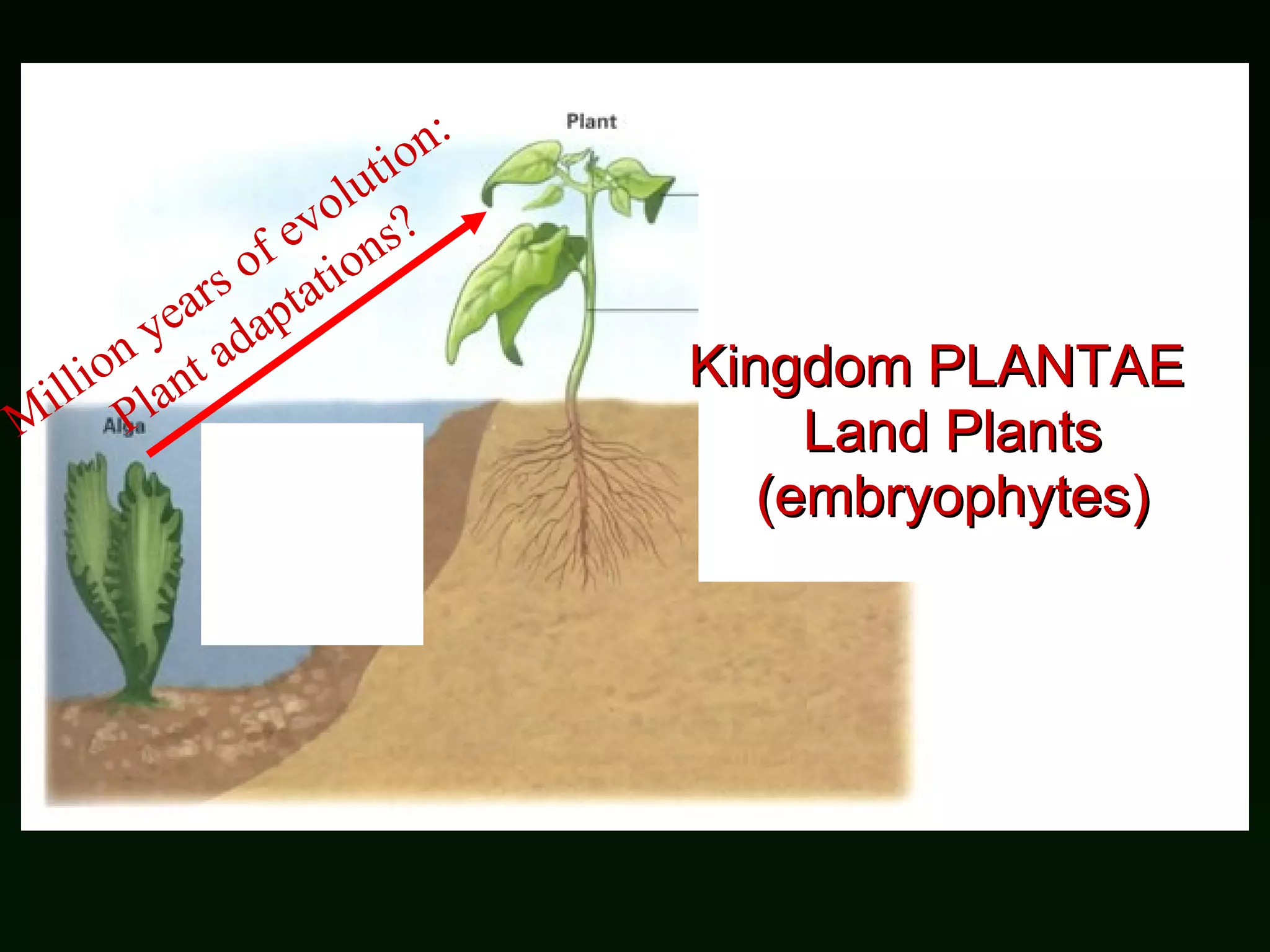 Million years of evolution:  Plant adaptations? Kingdom PLANTAE  Land Plants (embryophytes) 