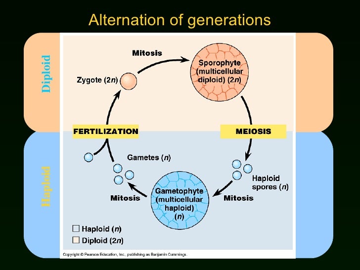 Lab 5 Origin Of Plants