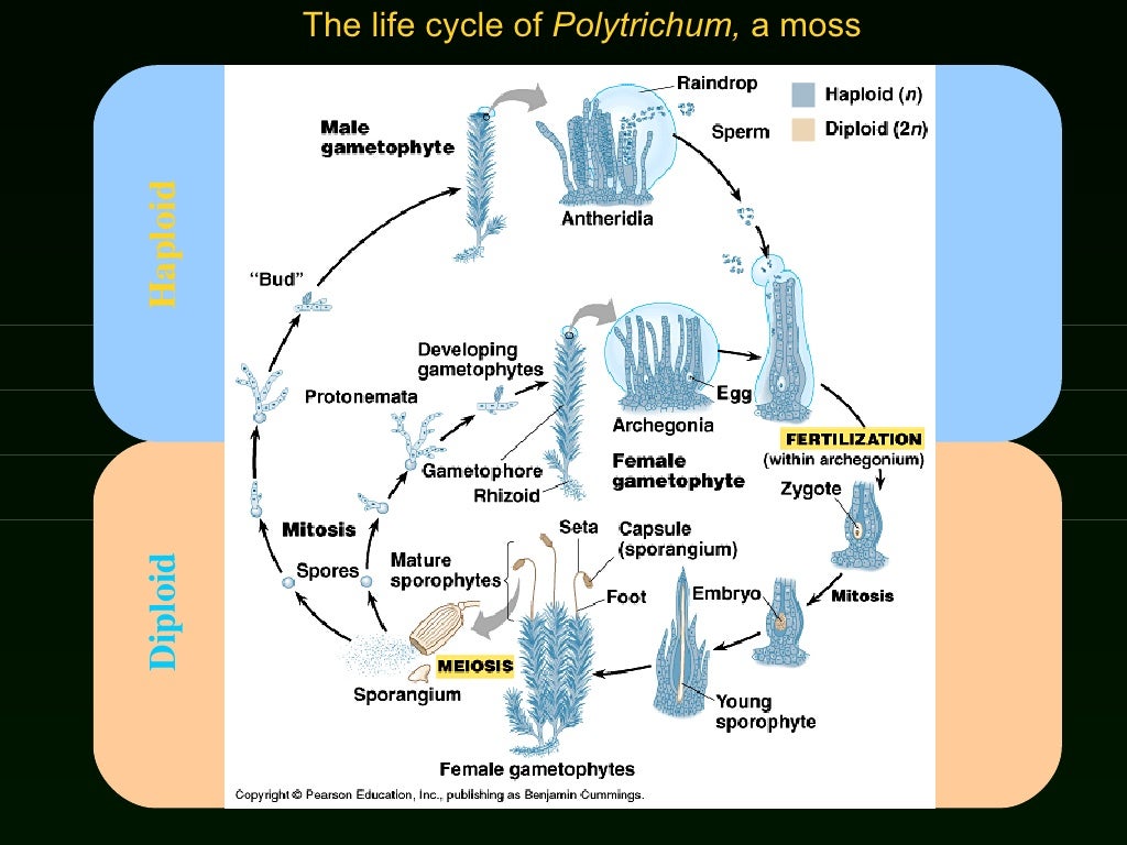 Lab 5 Origin Of Plants