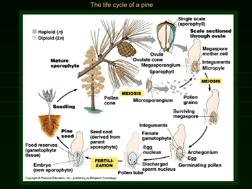Lab 5 Origin Of Plants