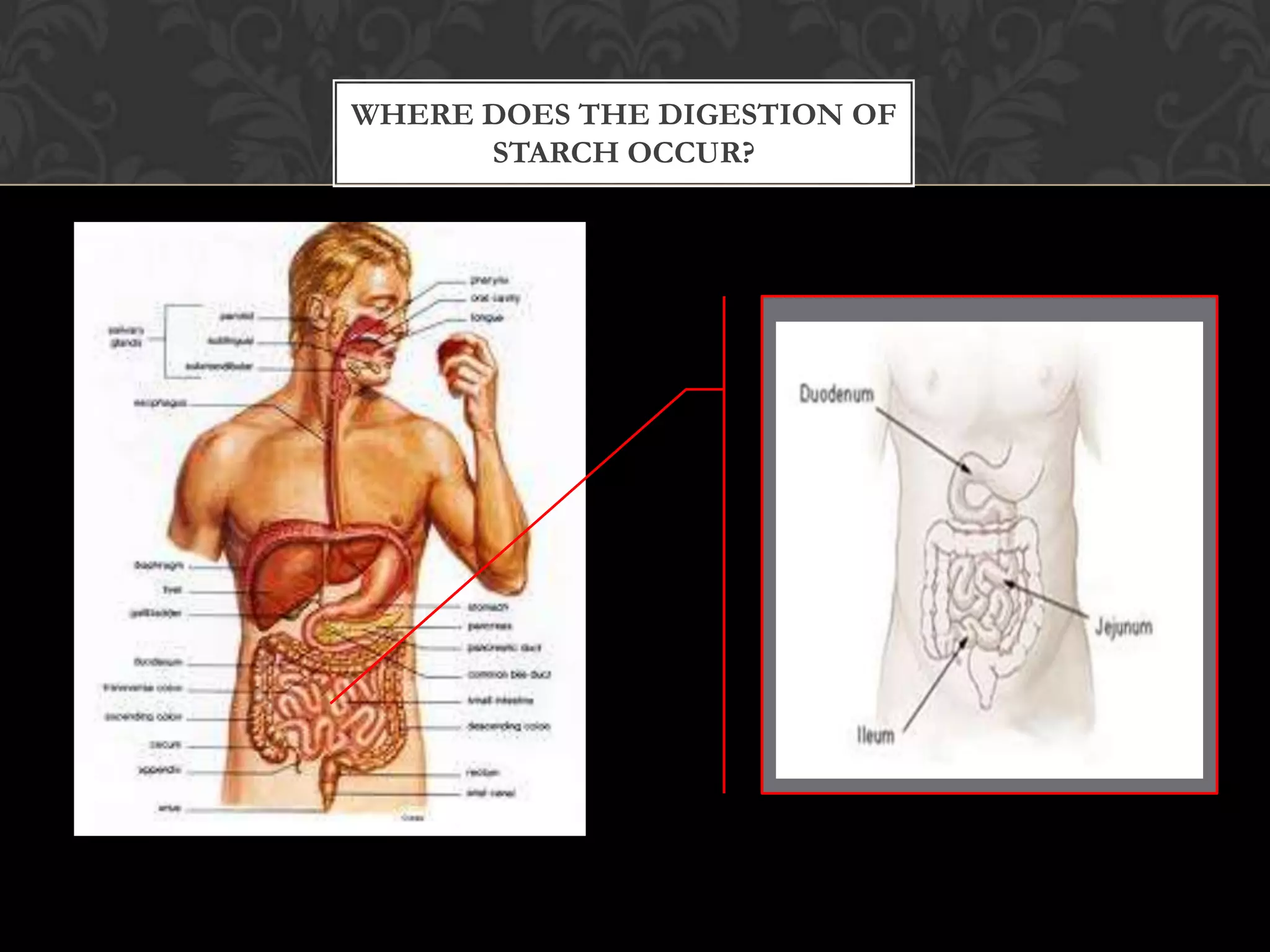 WHERE DOES THE DIGESTION OF
      STARCH OCCUR?
 