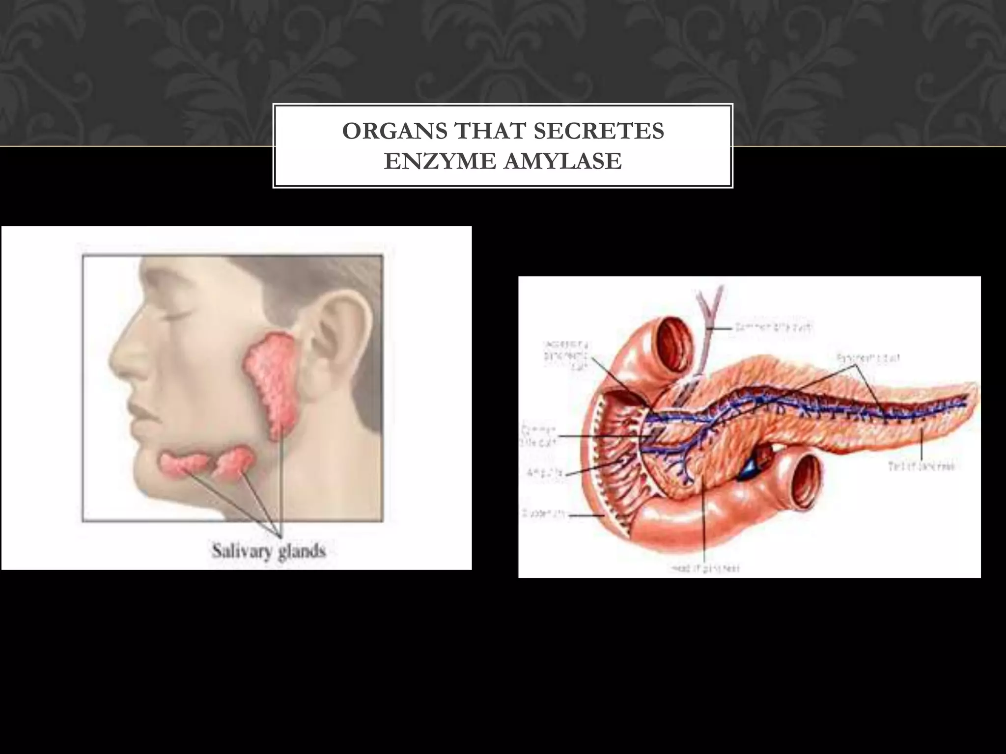 ORGANS THAT SECRETES
  ENZYME AMYLASE
 