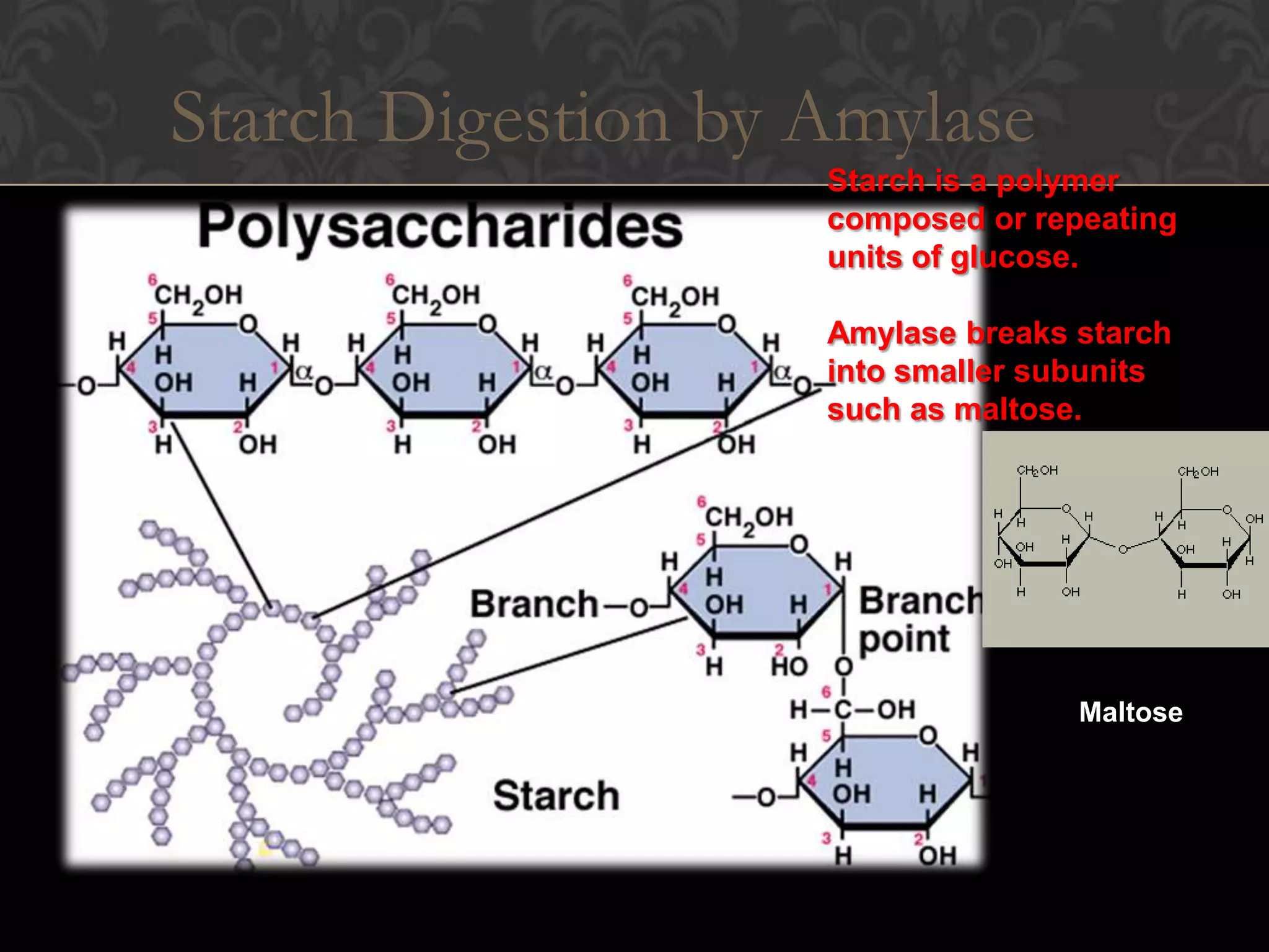 Starch Digestion by Amylase
                    Starch is a polymer
                    composed or repeating
                    units of glucose.

                    Amylase breaks starch
                    into smaller subunits
                    such as maltose.




                                   Maltose
 