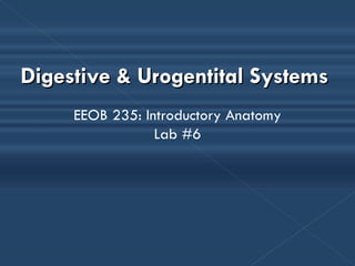 Digestive & Urogentital Systems  EEOB 235: Introductory Anatomy Lab #6 