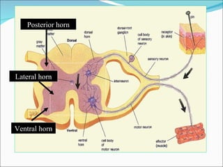 Posterior horn Lateral horn Ventral horn 