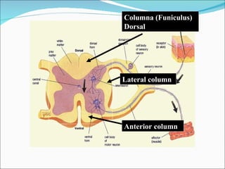 Columna (Funiculus) Dorsal  Lateral column Anterior column 