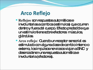 Arco   Reflejo Reflejos  son respuestas automáticas e involuntarias a cambios (estímulos) que ocurren dentro y fuera del cuerpo. Efecto predecible que un estímulo tiene sobre efectores: músculos, glándulas. Arco   reflejo:  Cuando un receptor sensorial es estimulado con alguna clase de cambio interno o externo, los impulsos nerviosos viajan a SNC  y desencadenan una respuesta automática e involuntaria (efectores). 