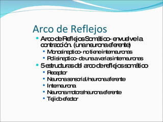 Arco de Reflejos Arco de Reflejos Somático- envuelve la contracción. (una neurona eferente) Monosinaptico- no tiene interneuronas Polisinaptico- de una a varias interneuronas 5 estructuras del arco de reflejos somático Receptor Neurona sensorial/neurona aferente Interneurona Neurona motora/neurona eferente Tejido efector 