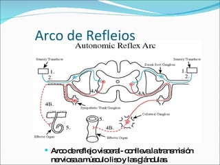 Arco de Reflejos Arco de reflejo visceral- conlleva la transmisión nerviosa a músculo liso y las glándulas. 