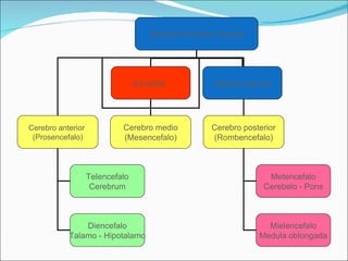 Sistema Nervioso Central Encefalo  Medula espinal Cerebro anterior  (Prosencefalo) Cerebro medio (Mesencefalo) Cerebro posterior (Rombencefalo) Telencefalo Cerebrum Diencefalo Talamo - Hipotalamo Metencefalo Cerebelo - Pons Mielencefalo Medula oblongada 
