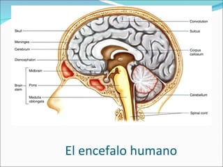 El encefalo humano 