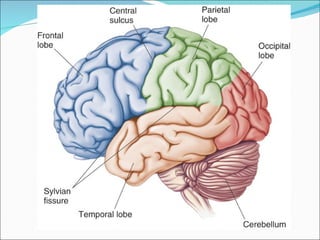 Telencefalo: Cerebro 