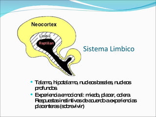 Sistema Limbico Talamo, hipotalamo, nucleos basales, nucleos profundos. Experiencia emocional: miedo, placer, colera. Respuestas instintivas de acuerdo a experiencias placenteras (sobrevivir)  