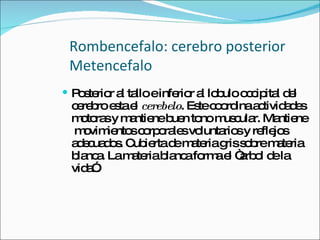 Rombencefalo: cerebro posterior Metencefalo Posterior al tallo e inferior al lobulo occipital del cerebro esta el  cerebelo . Este coordina actividades motoras y mantiene buen tono muscular. Mantiene  movimientos corporales voluntarios y reflejos adecuados. Cubierta de materia gris sobre materia blanca. La materia blanca forma el “arbol de la vida”. 