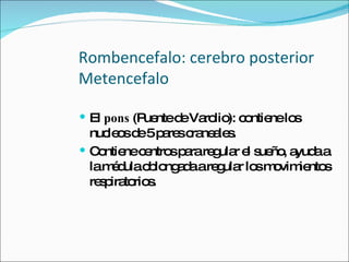 Rombencefalo: cerebro posterior Metencefalo El  pons  (Puente de Varolio): contiene los nucleos de 5 pares craneales. Contiene centros para regular el sueño, ayuda a la médula oblongada a regular los movimientos respiratorios. 