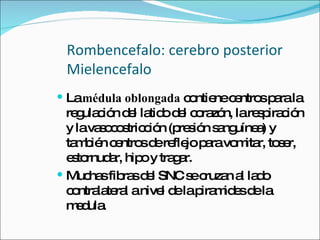 Rombencefalo: cerebro posterior Mielencefalo La  médula   oblongada  contiene centros para la regulación del latido del corazón, la respiración y la vasocostricción (presión sanguínea) y también centros de reflejo para vomitar, toser, estornudar, hipo y tragar. Muchas fibras del SNC se cruzan al lado contralateral a nivel de la piramides de la medula. 