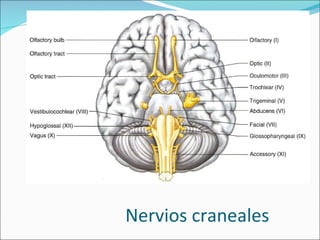 Nervios craneales 