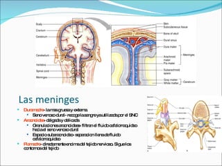 Las meninges Duramadre - la mas gruesa y externa Seno venoso dural- recoge la sangre ya utilizada por el SNC Aracnoidea - delgada y delicada Granulaciones aracnoideas- filtran el fluido cefalorraquideo hacia el seno venoso dural Espacio subaracnoideo- separacion llena de fluido cefalorraquideo Piamadre - directamente encima del tejido nervioso. Sigue los contornos del tejido 
