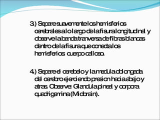 3.) Separe suavemente los hemisferios cerebrales a lo largo de la fisura longitudinal y observe la banda tranversa de fibras blancas dentro de la fisura que conecta los hemisferios: cuerpo calloso. 4.) Separe el cerebelo y la medula oblongada del cerebro ejerciendo presion hacia abajo y atras. Observe: Glandula pineal y corpora quadrigemina (Midbrain). 