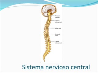 Sistema nervioso central 