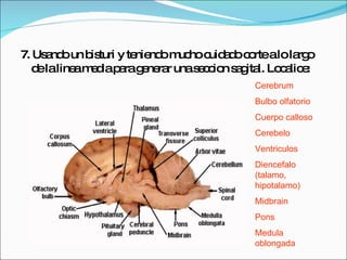 7. Usando un bisturi y teniendo mucho cuidado corte a lo largo de la linea media para generar una seccion sagital. Localice: Cerebrum Bulbo olfatorio Cuerpo calloso Cerebelo Ventriculos Diencefalo (talamo, hipotalamo) Midbrain Pons Medula oblongada 