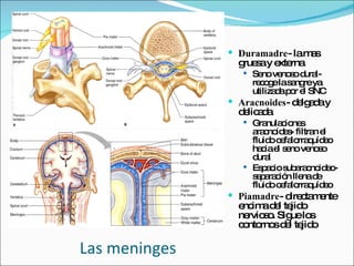 Las meninges Duramadre - la mas gruesa y externa Seno venoso dural- recoge la sangre ya utilizada por el SNC Aracnoides - delgada y delicada Granulaciones aracnoides- filtran el fluido cefalorraquídeo hacia el seno venoso dural Espacio subaracnoideo- separación llena de fluido cefalorraquídeo Piamadre - directamente encima del tejido nervioso. Sigue los contornos del tejido 