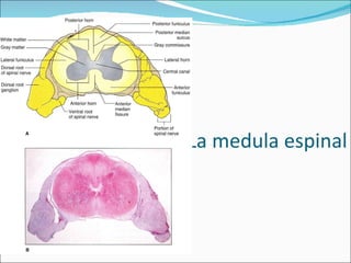 La medula espinal 