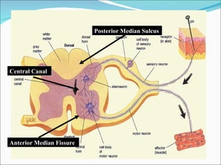 Médula Espinal: Estructura Posterior Median Sulcus Anterior Median Fissure Central Canal 