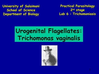 University of Sulaimani School of Science Department of Biology Practical   Parasitology 2 nd  stage Lab 6 : Trichomoniasis Urogenital Flagellates: Trichomonas vaginalis 