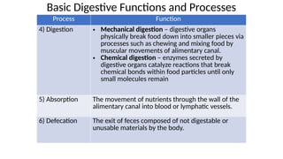 Food Breakdown Process Digestive System Anatomy and physiology. | PPTX