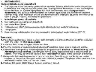 Lab 6 isolation of antibiotic producer from soil | PPT
