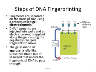 Lab 7 dna fingerprinting and gel electrophoresis fall 2014 | PPTX