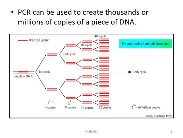 lab 7 dna fingerprinting and gel electrophoresis fall 2014 dna fingerprinting lab answers