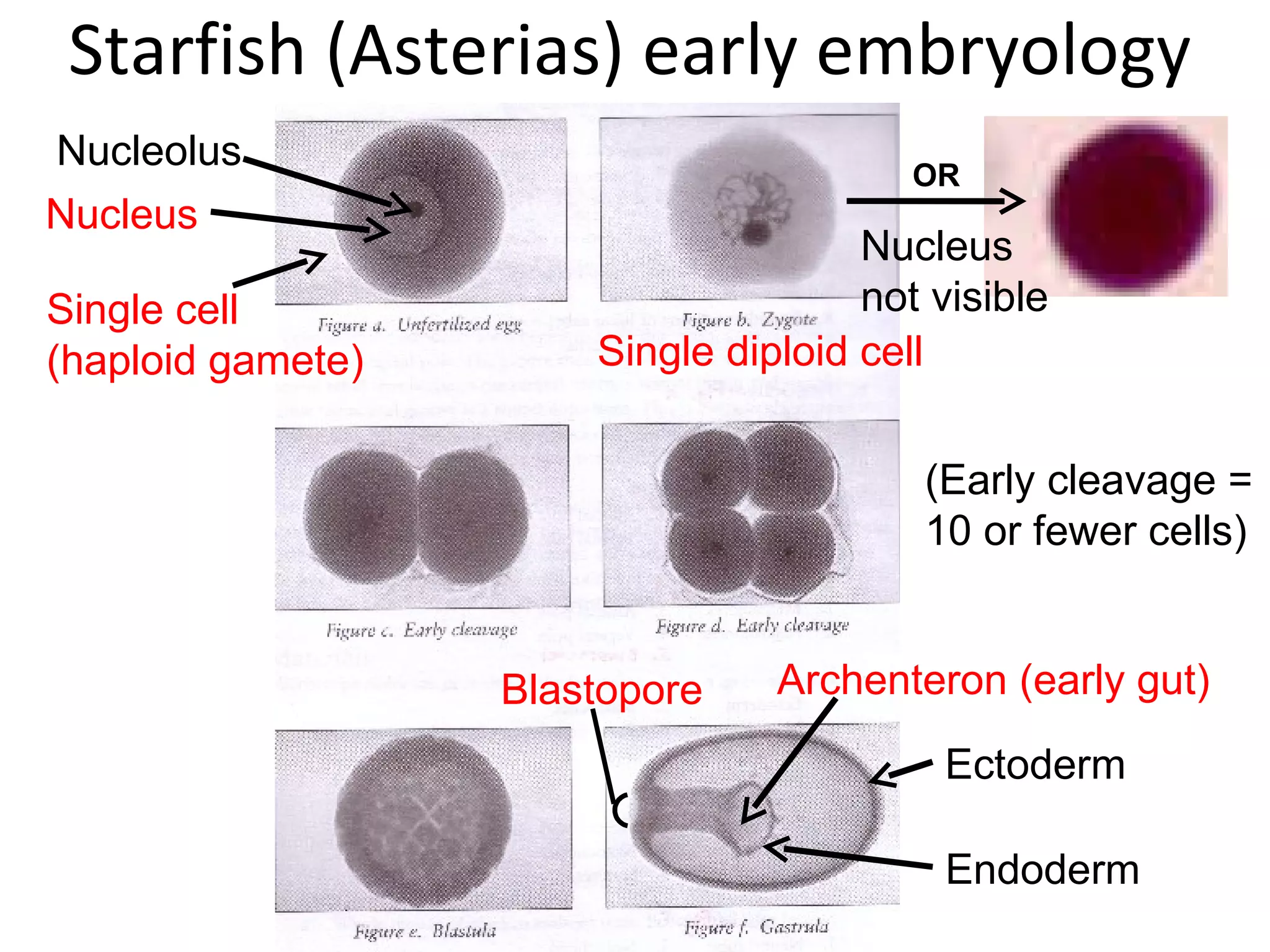 Lab 7 embryology | PPT
