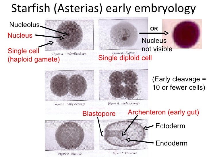 Image result for starfish egg cells