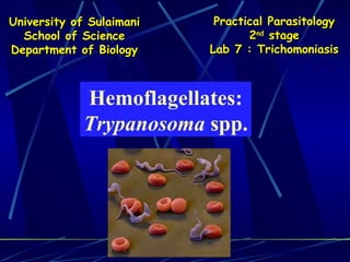 Hemoflagellates: Trypanosoma  spp. University of Sulaimani School of Science Department of Biology Practical   Parasitology 2 nd  stage Lab 7 : Trichomoniasis 