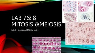 LAB 7& 8
MITOSIS &MEIOSIS
Lab 7 Mitosis and Mitotic Index
 