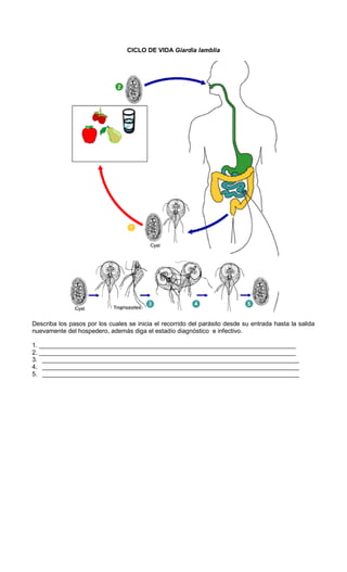 CICLO DE VIDA Giardia lamblia




Describa los pasos por los cuales se inicia el recorrido del parásito desde su entrada hasta la salida
nuevamente del hospedero, además diga el estadío diagnóstico e infectivo.

1. __________________________________________________________________________
2. __________________________________________________________________________
3. __________________________________________________________________________
4. __________________________________________________________________________
5. __________________________________________________________________________
 
