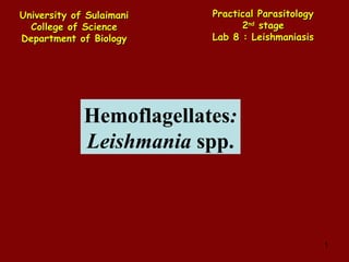 Hemoflagellates : Leishmania  spp. University of Sulaimani College of Science Department of Biology Practical   Parasitology 2 nd  stage Lab 8 : Leishmaniasis 