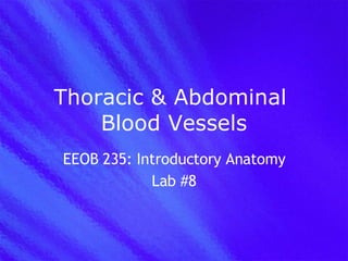 Thoracic & Abdominal  Blood Vessels EEOB 235: Introductory Anatomy Lab #8 