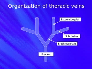 Organization of thoracic veins Precava Brachiocephalic External jugular Subclavian 