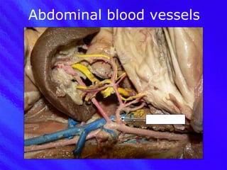 Abdominal blood vessels Celiac trunk 