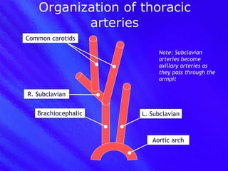 Organization of thoracic arteries Brachiocephalic Common carotids L. Subclavian R. Subclavian Note: Subclavian arteries become axillary arteries as they pass through the armpit Aortic arch 
